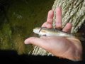fowlers hollow.Laural run 06-09-14 073